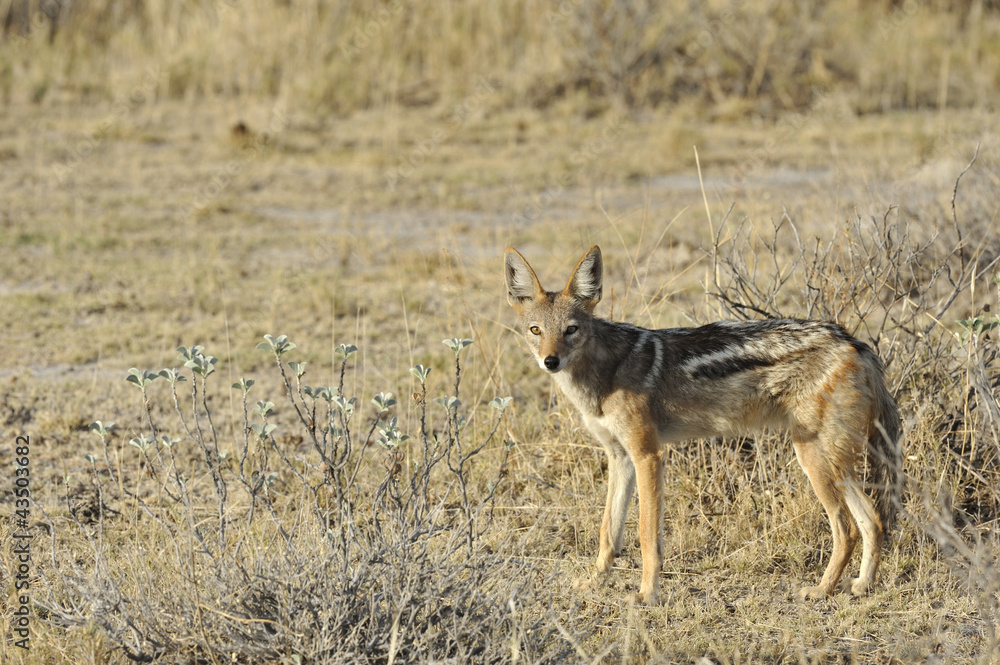 Obraz premium Bat-Eared Fox