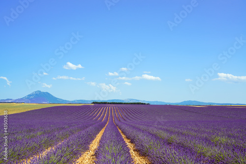 Lavender flower blooming fields and trees row. Valensole Provenc