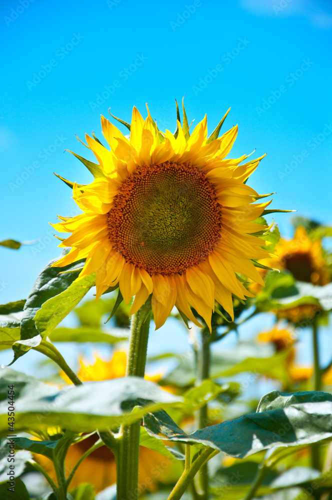 Sunflower