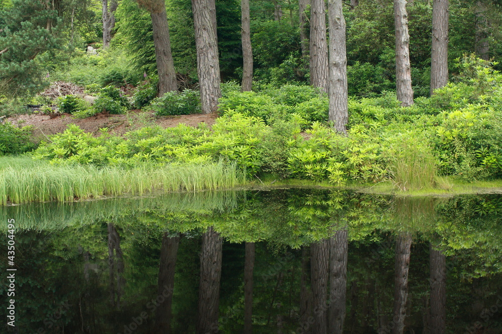 tree trunks reflecting on tarn surface
