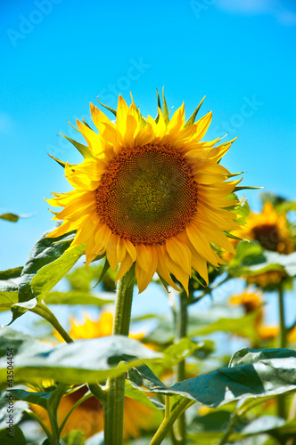 Obraz na płótnie Sunflower w salonie