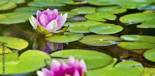 Lotusblüte - Seerose im Teich