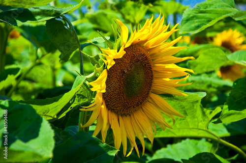 Obraz na płótnie Sunflower w salonie