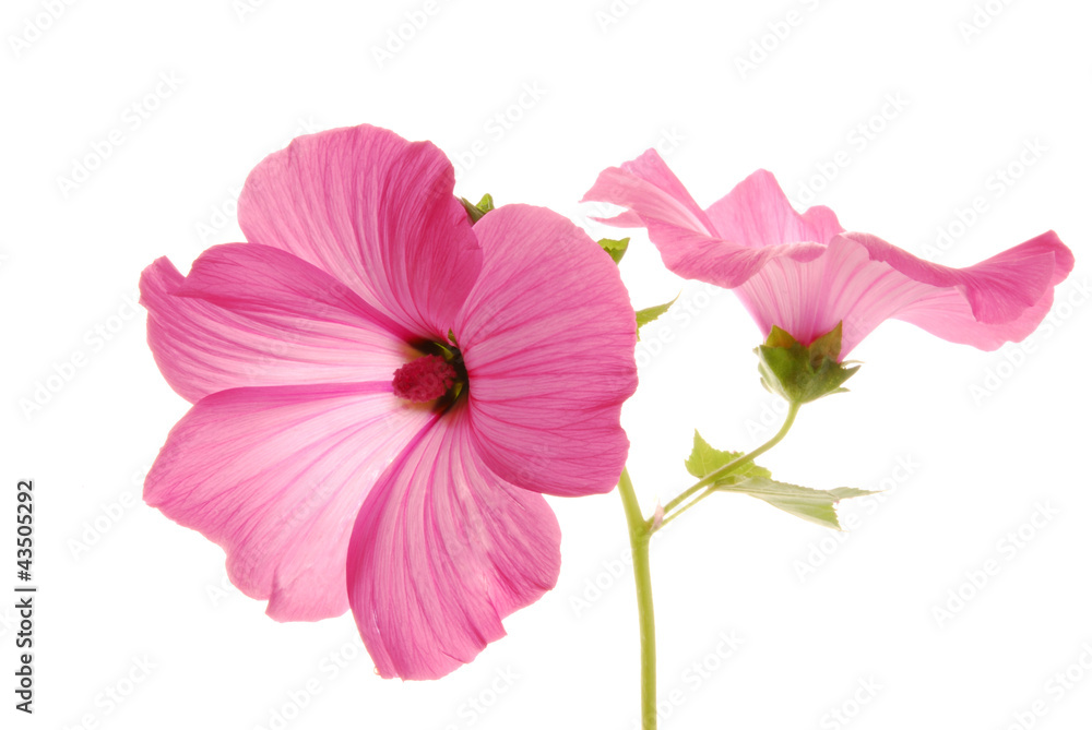 lavatera flowers