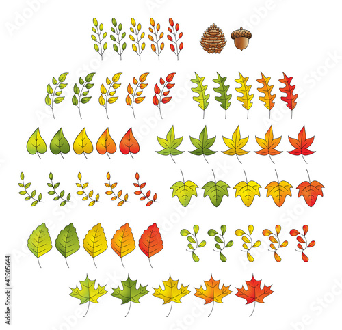 Leaf Set