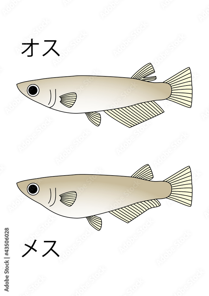 メダカ メダカ