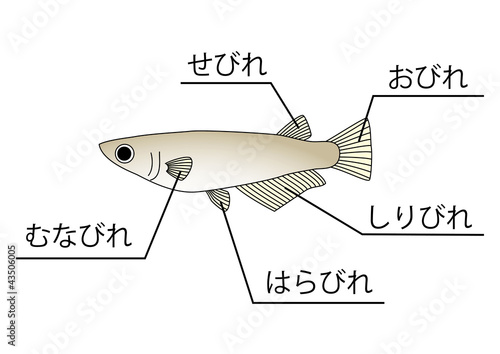 メダカ Stock イラスト Adobe Stock メダカ Stock イラスト Adobe Stock