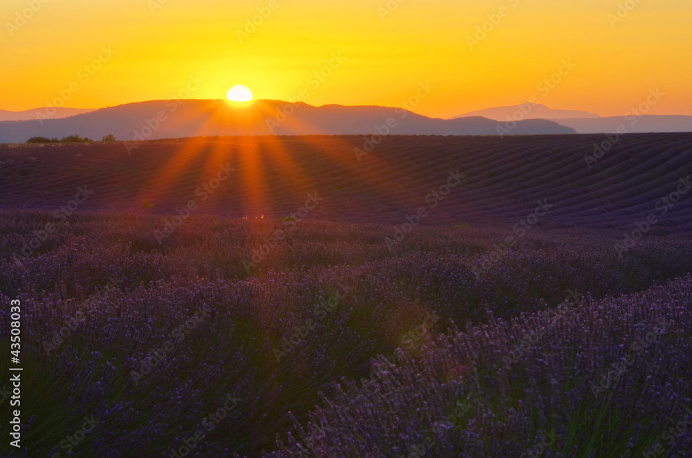 Fototapeta premium Lavendelfeld Sonnenuntergang 01