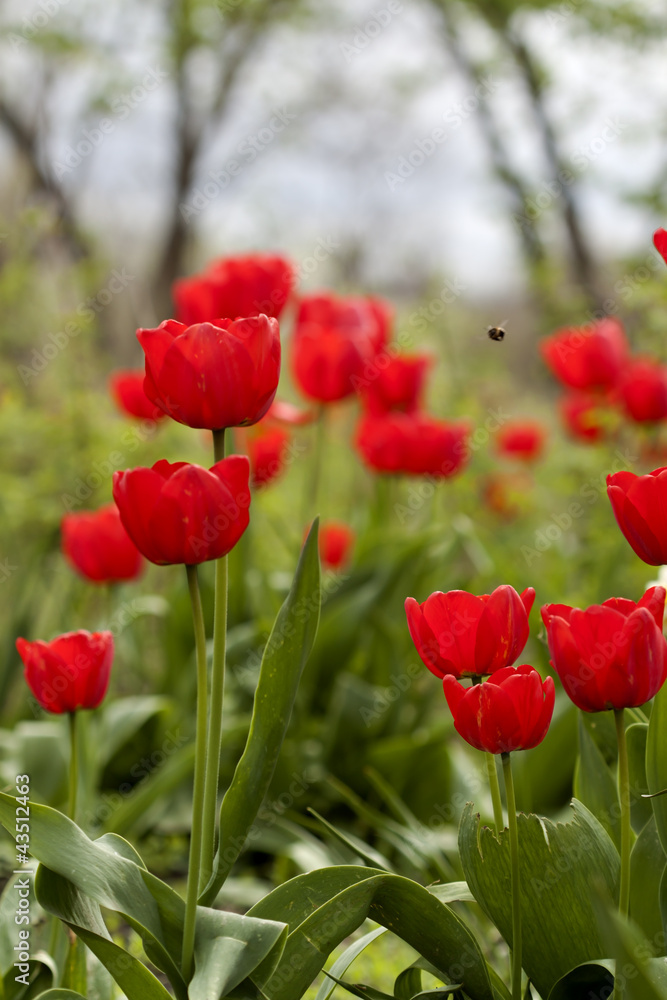 Fototapeta premium Colorful red tulips in meadow