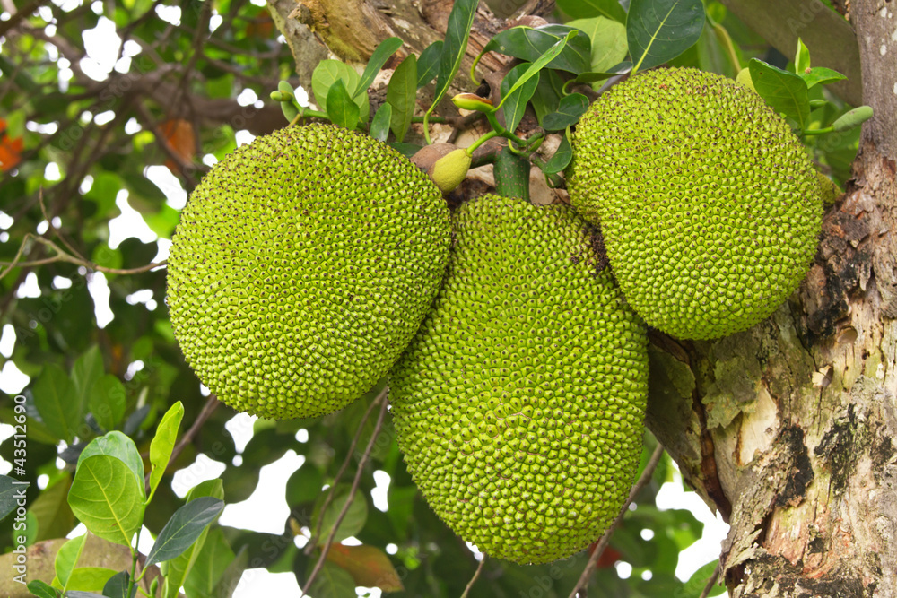 A tree branch full of jack fruits. A tree branch full of jack fruits.