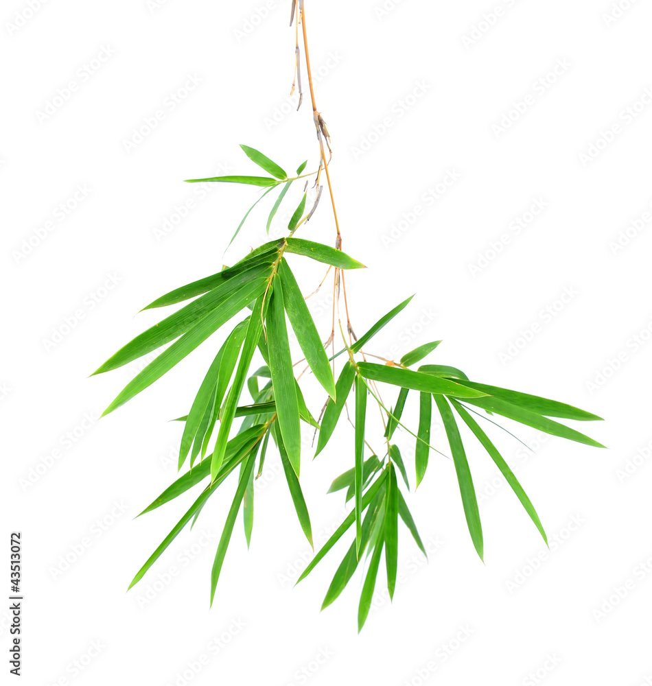 Fototapeta premium Bamboo leaves isolated on white background