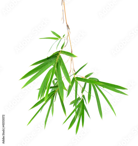 Bamboo leaves isolated on white background