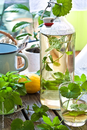 Kräuter-Limonade - mit Giersch und Gundermann photo