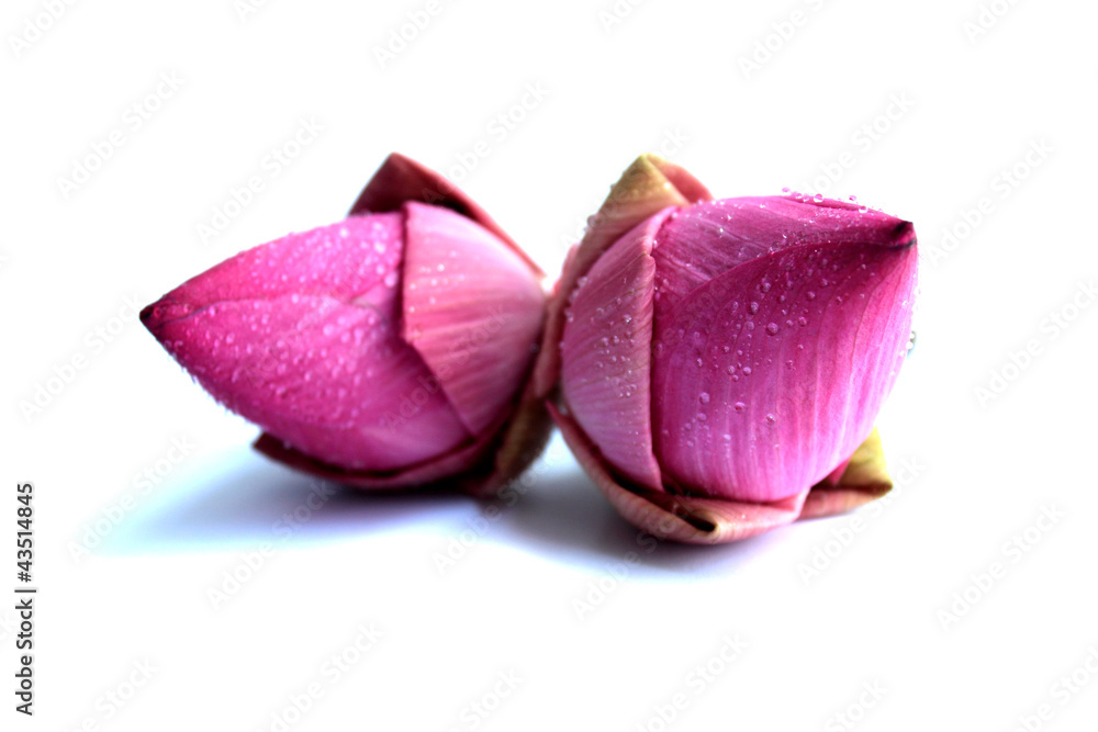 Pink Lotus on White Background Pink Lotus on White Background