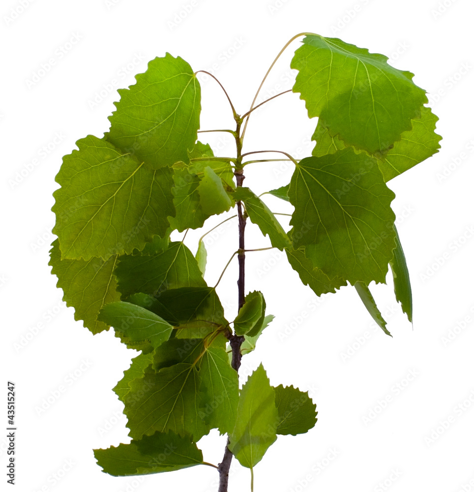 Fototapeta premium Aspen