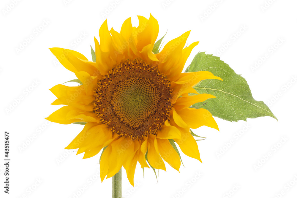 Obraz premium sunflower isolated on white background with leaves