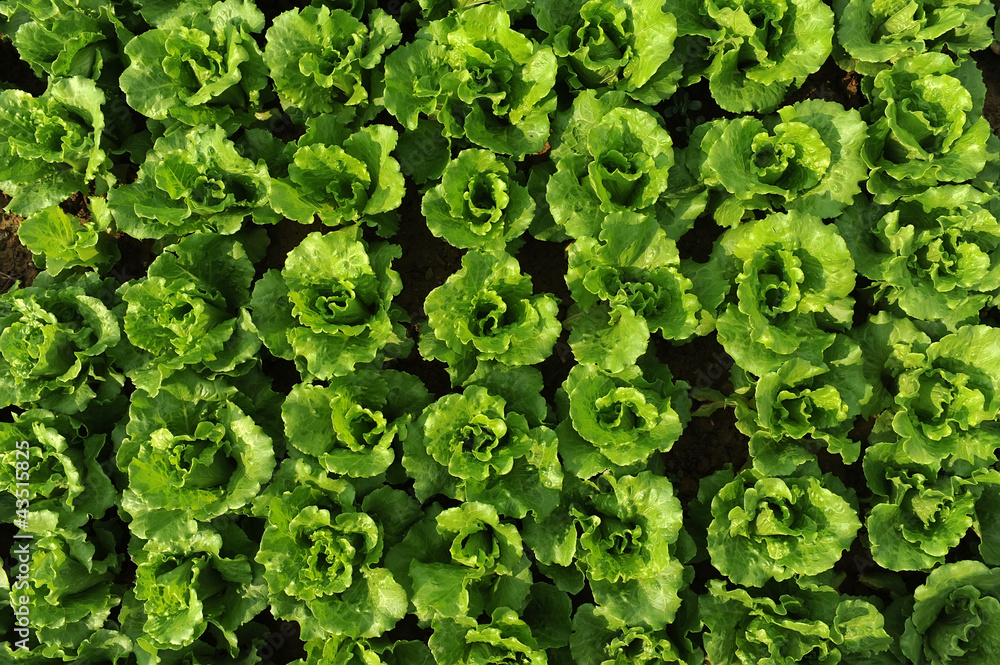 Lettuce seedlings in a field in asia Lettuce seedlings in a field in asia