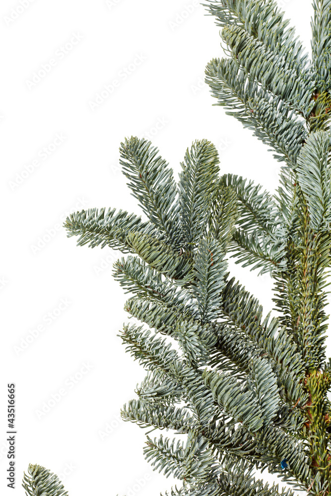 Fir tree branch on a white background. Fir tree branch on a white background.