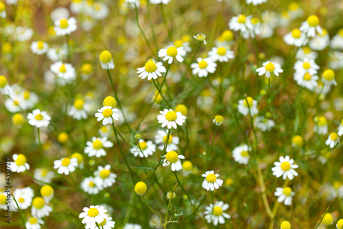 Chamomiles in the garden