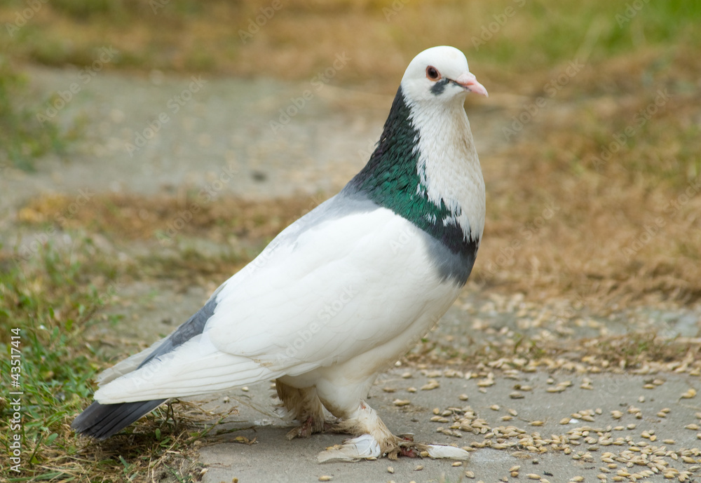 Obraz premium Pigeon