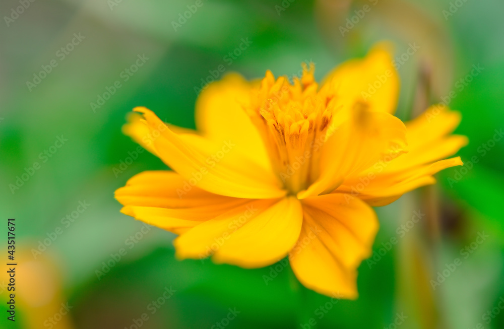 Yellow flowers vivid green on green blurred background Yellow flowers vivid green on green blurred background