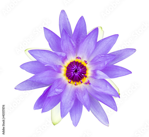 Purple water lily with violet pollen
