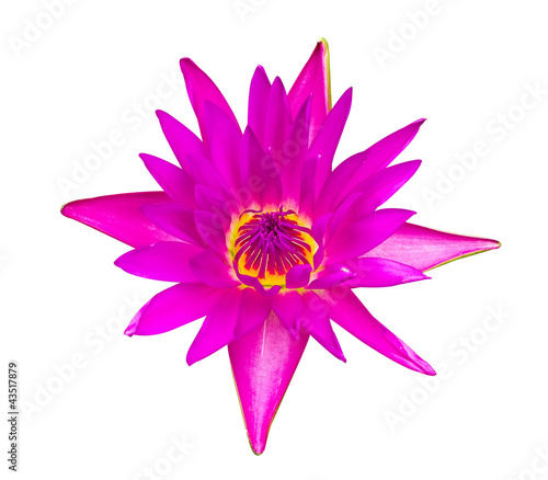 Dark pink water lily isolated