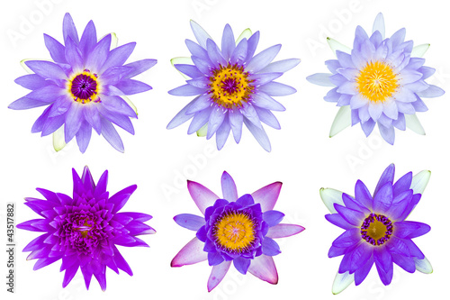 Fototapeta Naklejka Na Ścianę i Meble -  Collection of violet and purple water lily isolated