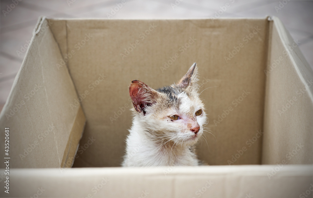 stray cat being rescued