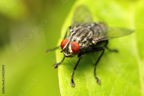 closeup of a fly