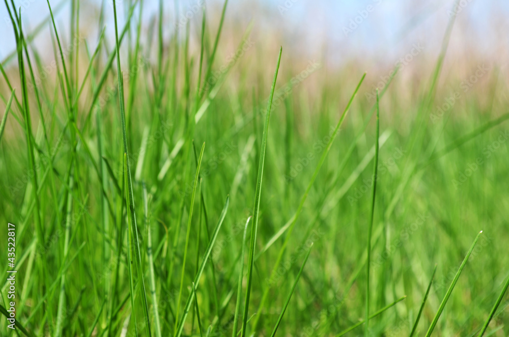 green grass in the meadow