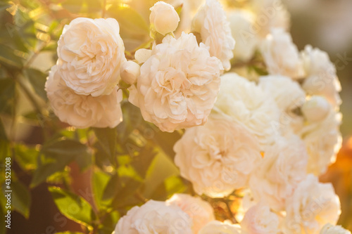 A bush of white roses