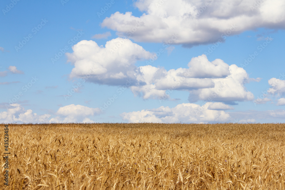 Naklejka premium Wheat field under blue sky