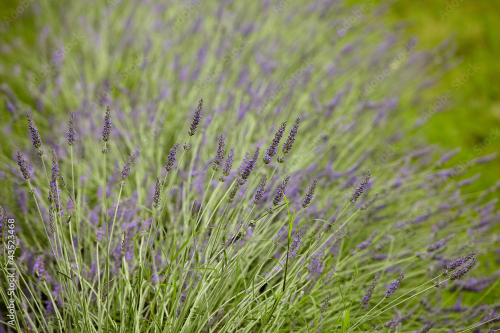 Lavender Flowers Lavender Flowers