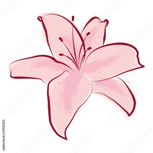 Giglio rosa