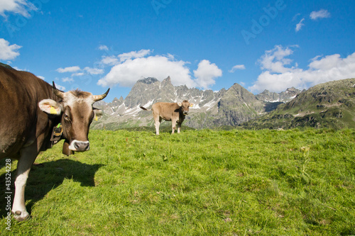 Wallpaper Mural Kühe auf der Alm Torontodigital.ca