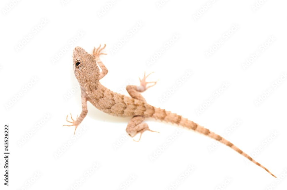 Naklejka premium lizard on white background