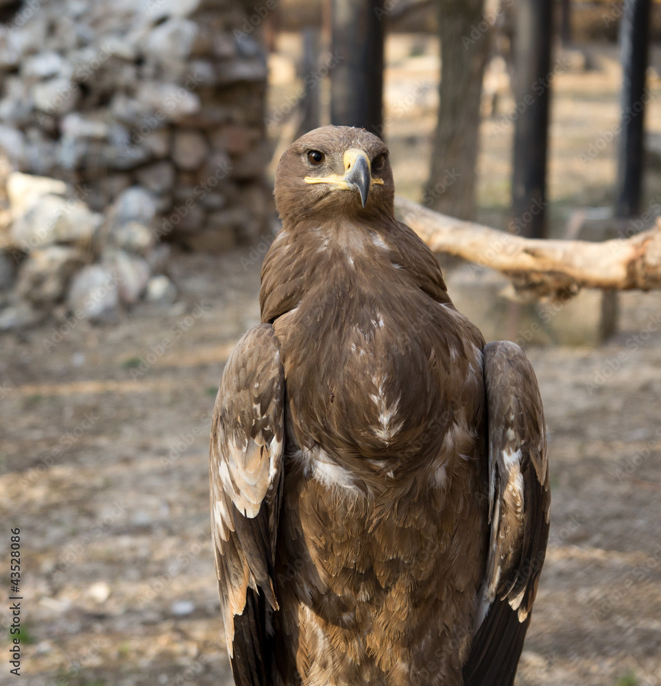 Fototapeta premium an eagle at the zoo