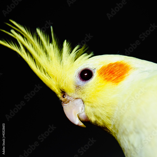 Yellow cockatiel head across