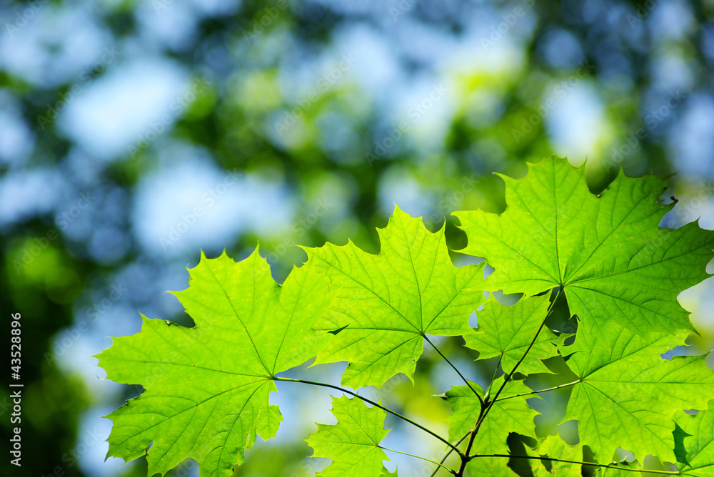 leaves background leaves background