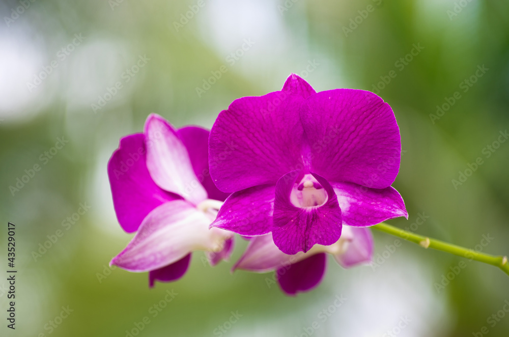 orchid orchid