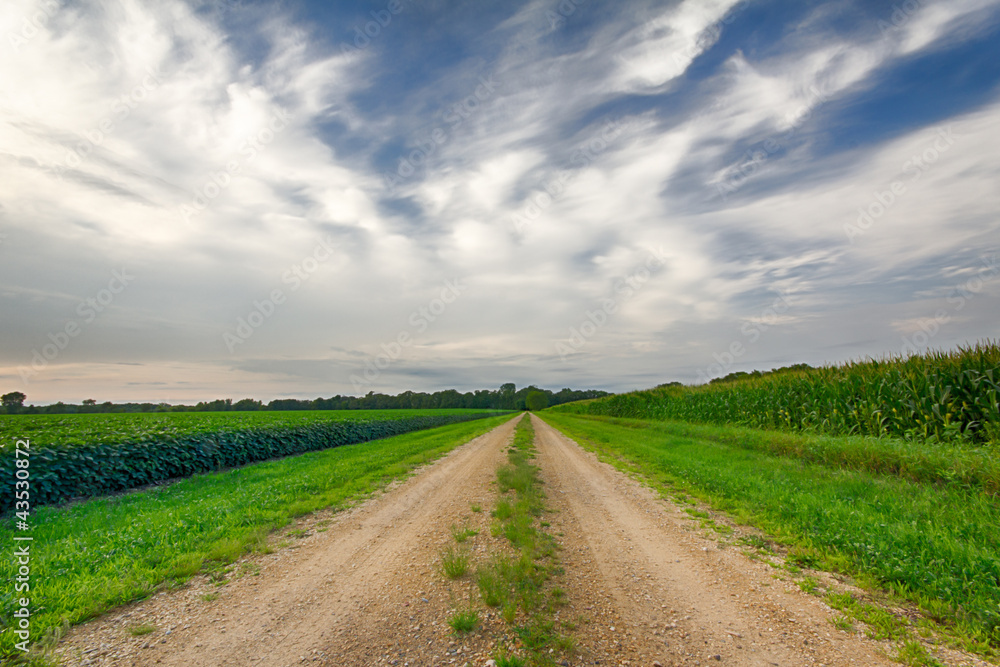 Fields of Soybeans and Corn