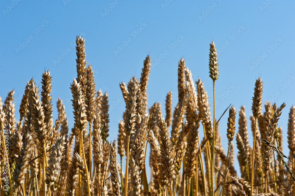 Weizen vor blauem Himmel reif für die Ernte Weizen vor blauem Himmel reif für die Ernte