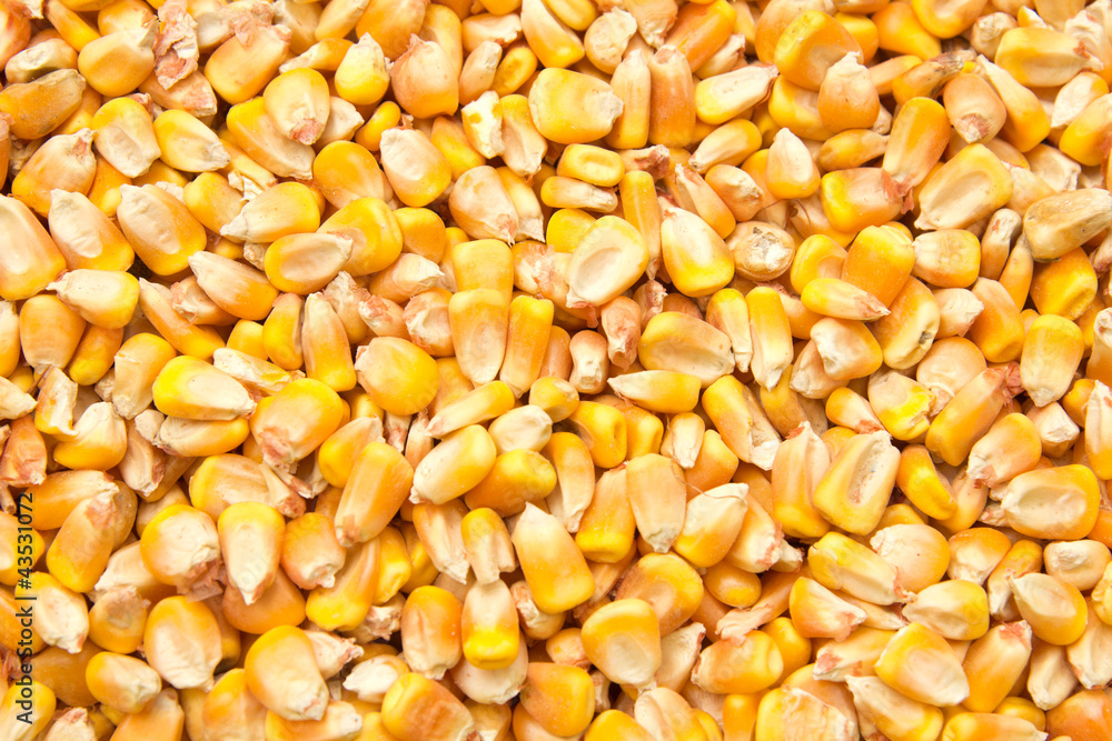 Corn as a background Corn as a background