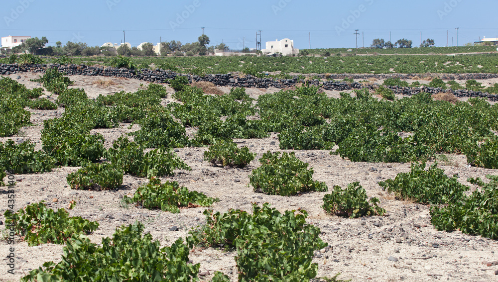 Vineyards of Santorini