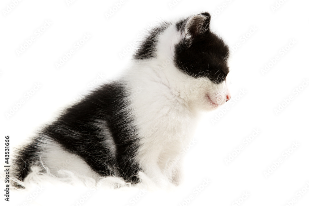 Fototapeta premium Closeup small kitten isolated on white background