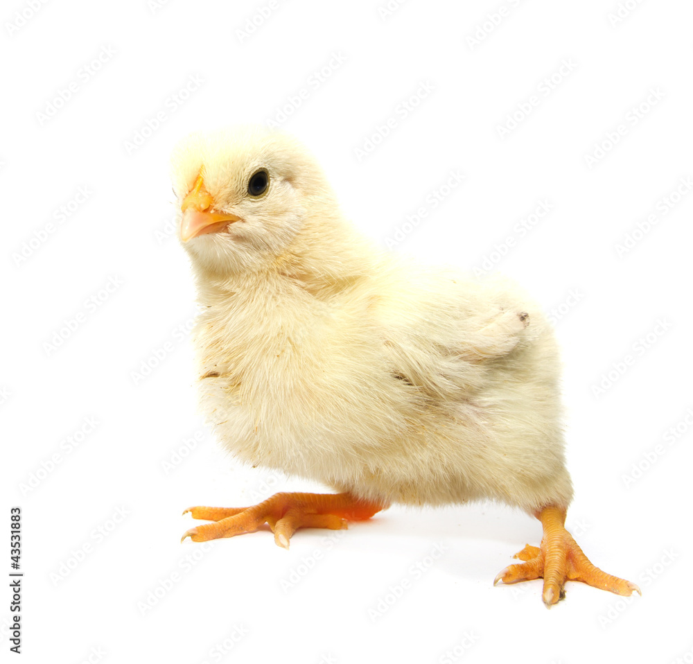 Obraz premium a little chicken on a white background