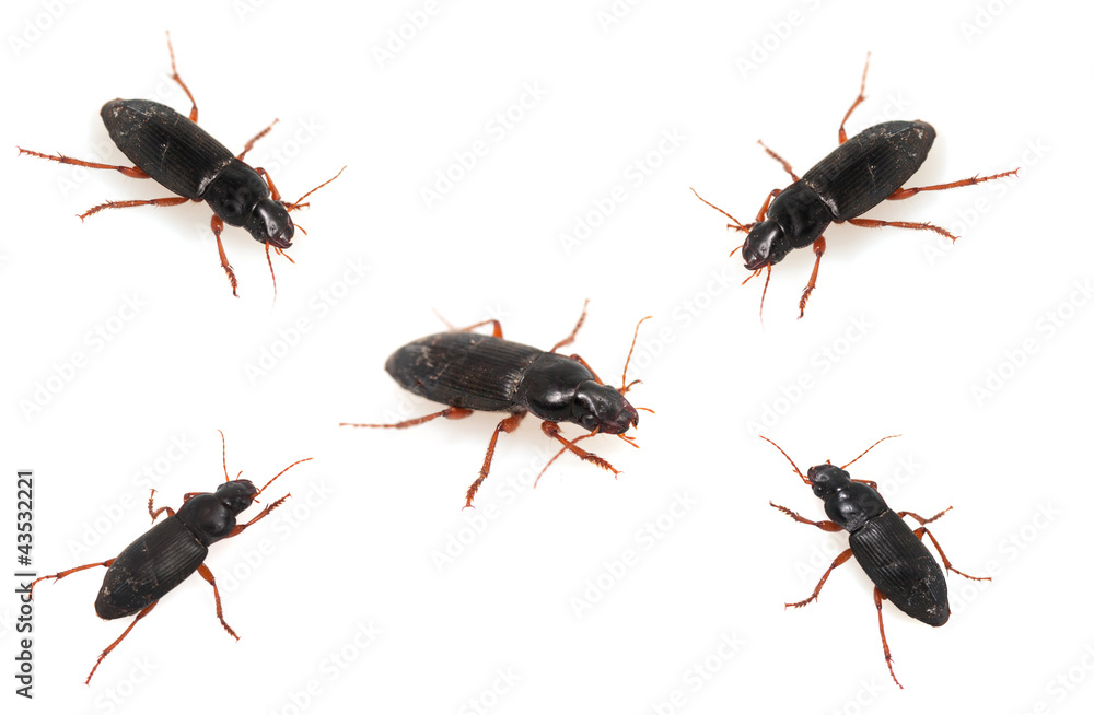 insect dung beetle isolated on white insect dung beetle isolated on white