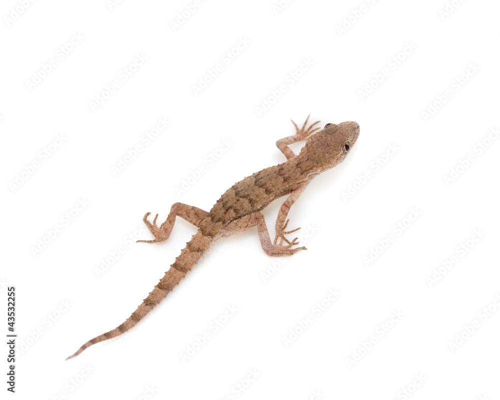 Naklejka premium lizard on white background