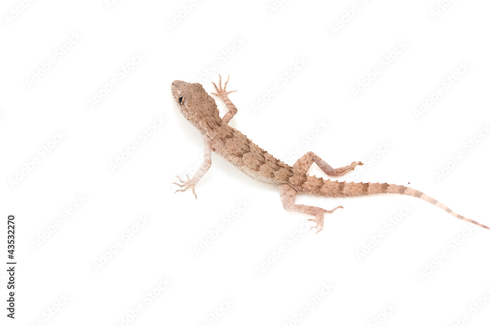 Naklejka premium lizard on white background